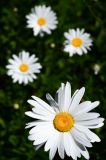 201108151305-AJS_7573.jpg